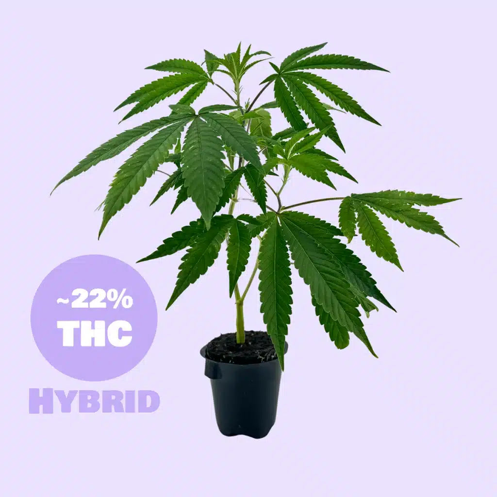 Nebula Steckling - 22% THC