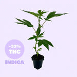 Blackberry Moonrock Steckling - 33% THC