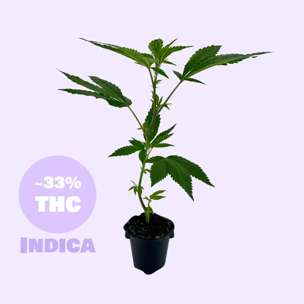 Blackberry Moonrock Steckling - 33% THC