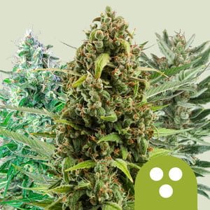 Autoflowering Mix - Secret Flowers