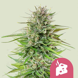 Blue Cheese 3x Feminized Cannabissamen - Secret Flowers
