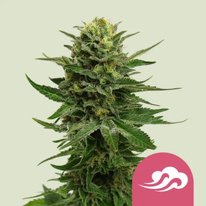 Blue Mystic 3x Feminized Cannabissamen - Secret Flowers