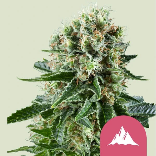 Critical Kush 3x Feminized Cannabissamen - Secret Flowers