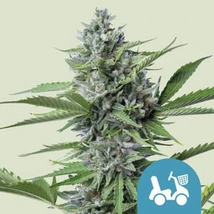 Fast Eddy 3x Automatic CBD Cannabissamen - Secret Flowers