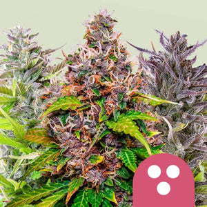 Feminized Mix 3x Feminized Cannabissamen - Secret Flowers