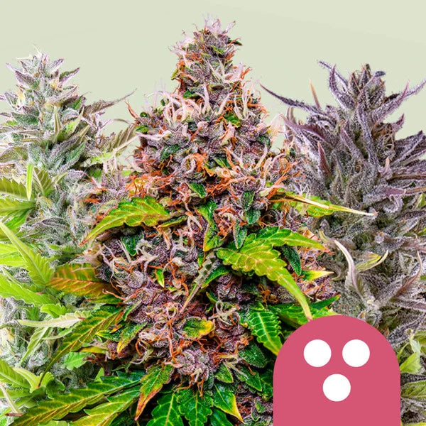Feminized Mix 3x Feminized Cannabissamen - Secret Flowers