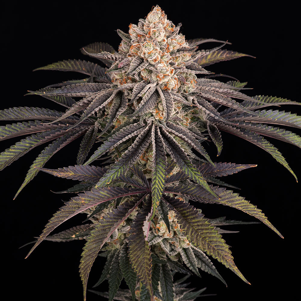 Frosted Zinn x 3 Bears OG Auto 3x Cannabissamen