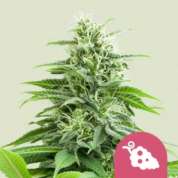 Fruit Spirit 3x Feminized Cannabissamen - Secret Flowers
