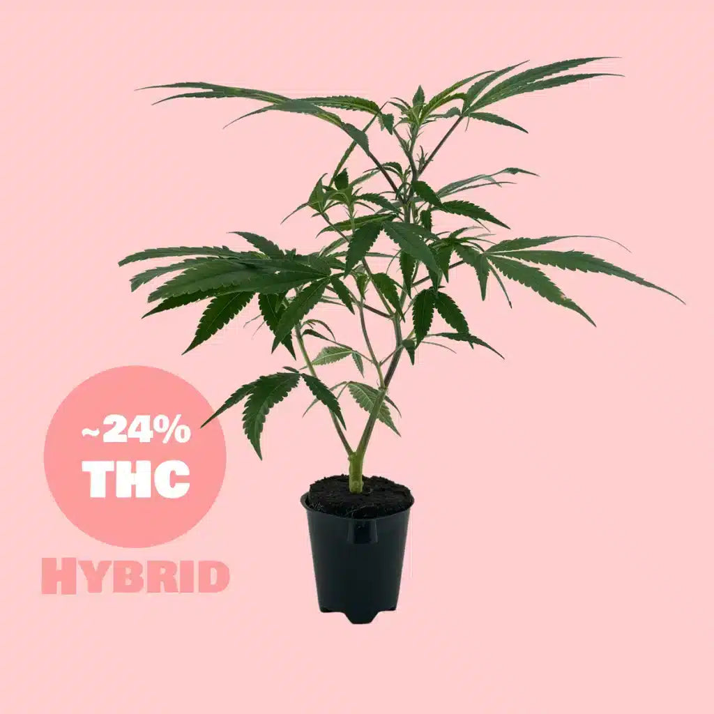 Gorilla Zkittelz Steckling - 24% THC