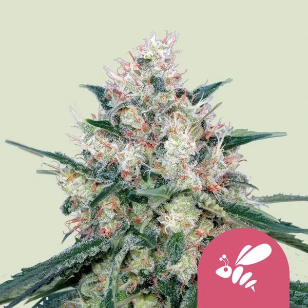 Honey Cream (Fast) 3x Feminized Cannabissamen - Secret Flowers