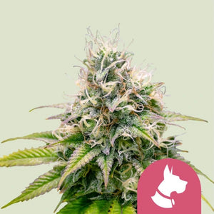 Kali Dog 3x Feminized Cannabissamen - Secret Flowers