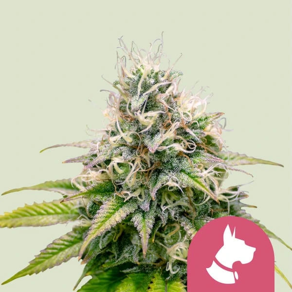 Kali Dog 3x Feminized Cannabissamen - Secret Flowers