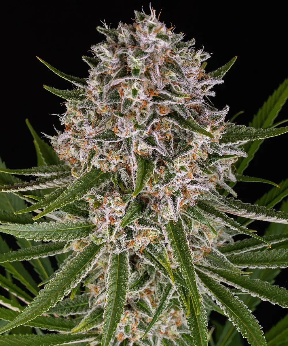 Lemon Haze Auto 3x Cannabissamen - Secret Flowers