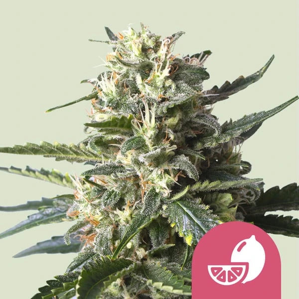 Lemon Shining Silver Haze 3x Feminized Cannabissamen - Secret Flowers