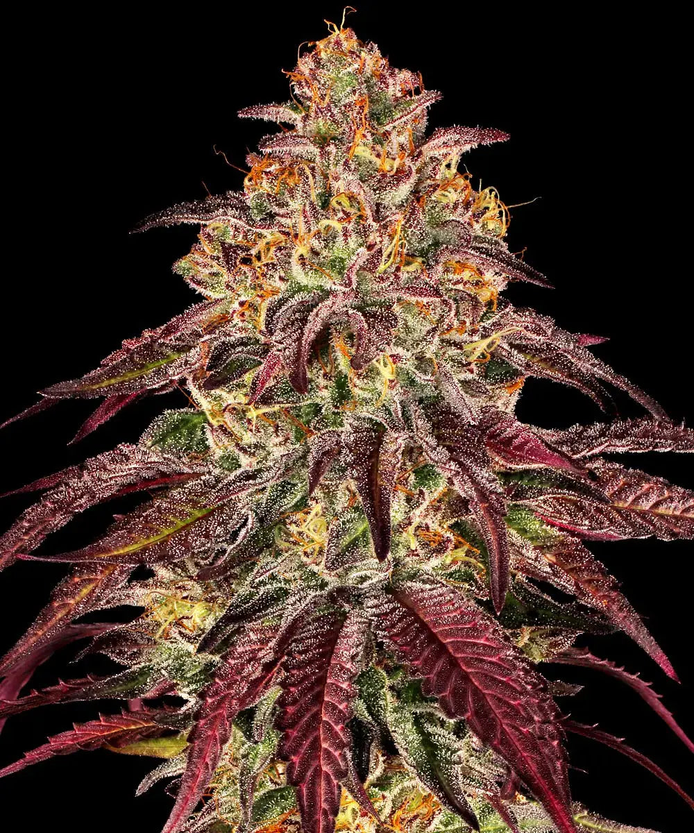 Mimosa x Orange Punch Auto 3x Cannabissamen