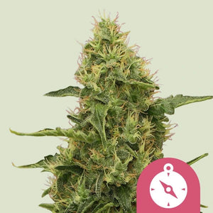 Northern Light 3x Feminized Cannabissamen - Secret Flowers