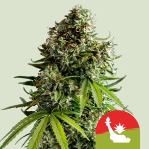 NYC Sour D Automatic 3x Cannabissamen - Secret Flowers