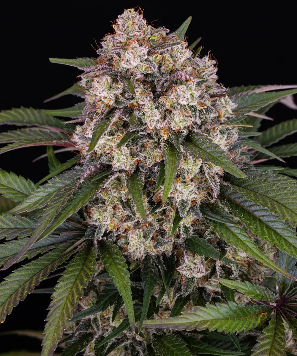 OG Kush Auto 3x Cannabissamen