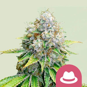 OG Kush 3x Feminized Cannabissamen - Secret Flowers