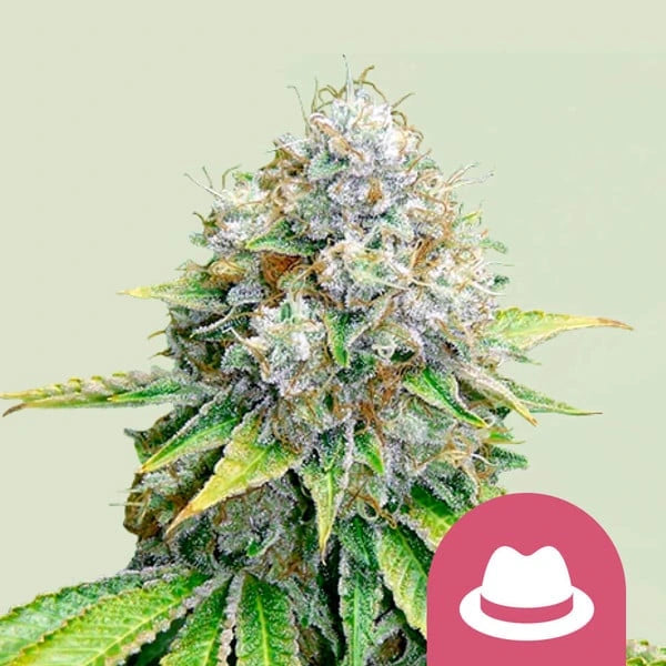 OG Kush 3x Feminized Cannabissamen - Secret Flowers