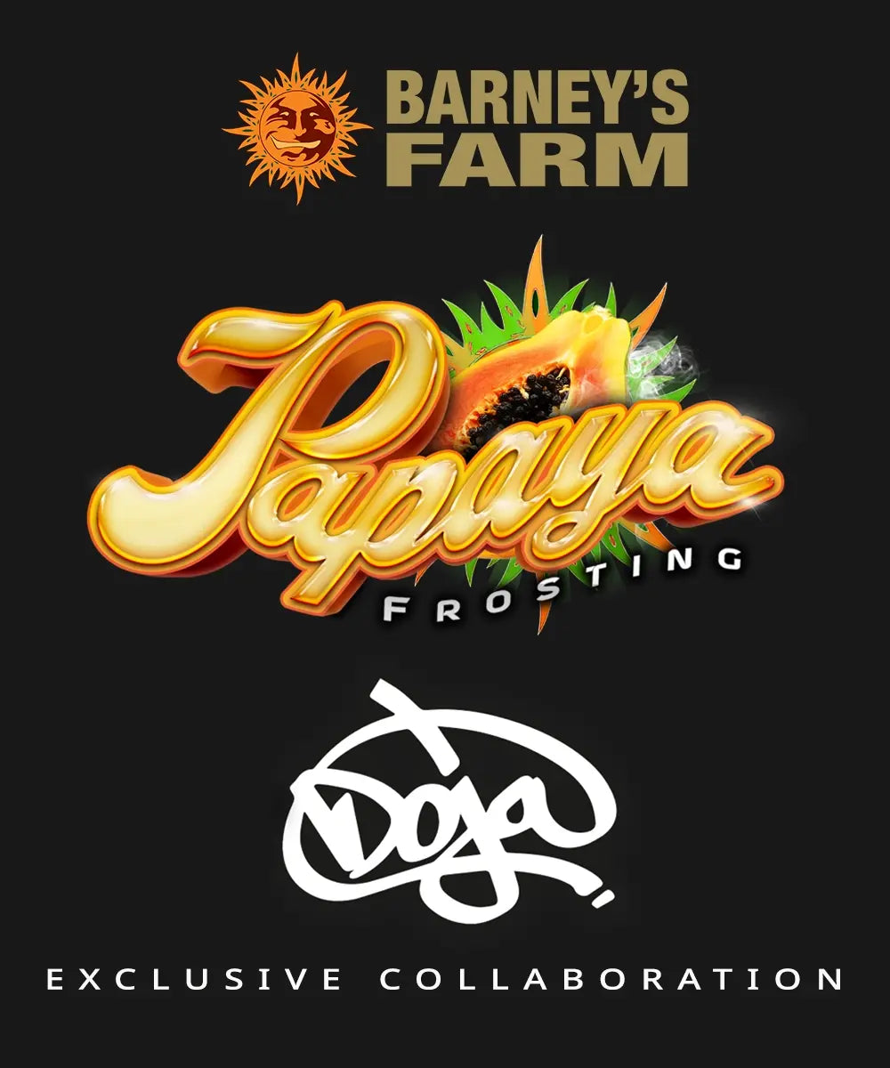 Papaya Frosting Feminisiert 3x Cannabissamen