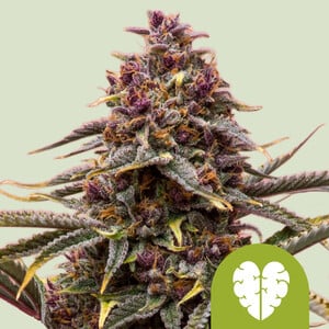 Pink Mist Automatic 3x Cannabissamen - Secret Flowers