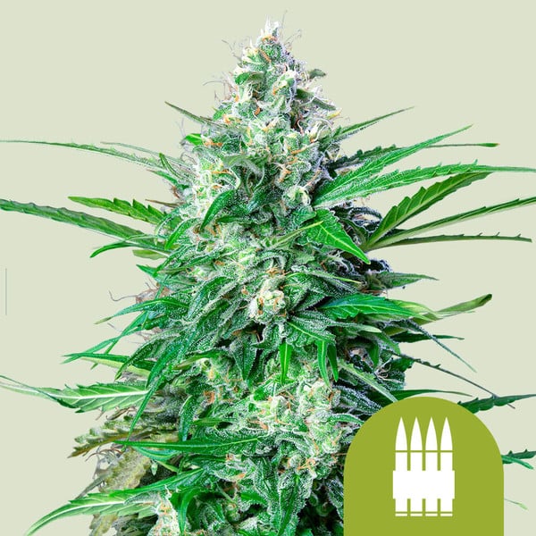 Royal AK Automatic 3x Cannabissamen