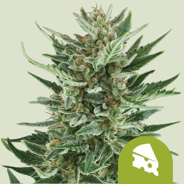 Royal Cheese Automatic 3x Cannabissamen