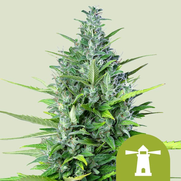 Royal Haze Automatic 3x Cannabissamen