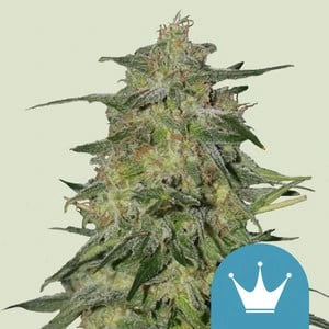 Royal Highness 3x Feminized CBD Cannabissamen - Secret Flowers