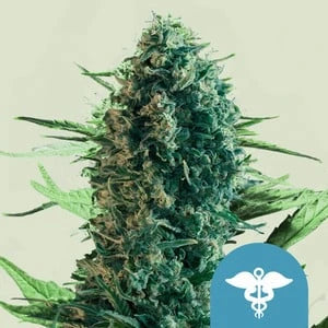 Royal Medic 3x Feminized CBD Cannabissamen - Secret Flowers
