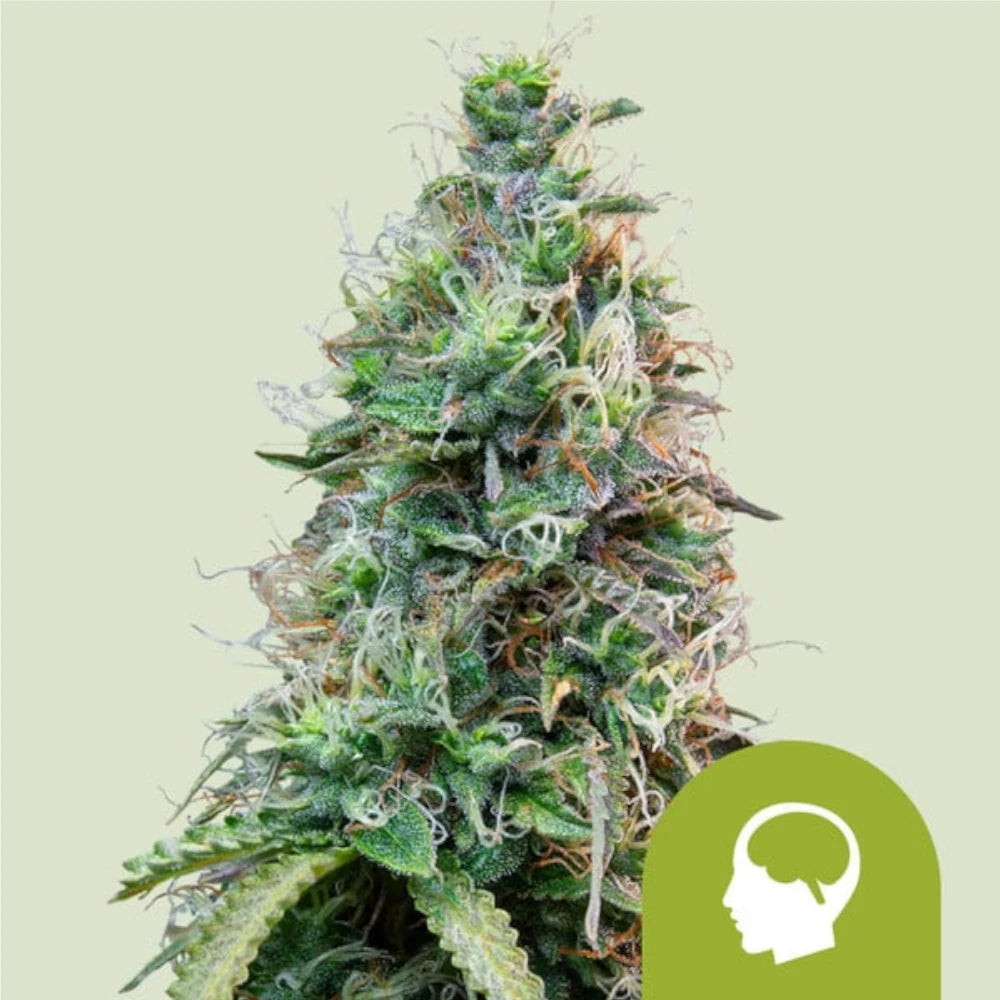 Amnesia Haze Automatic 3x Cannabissamen