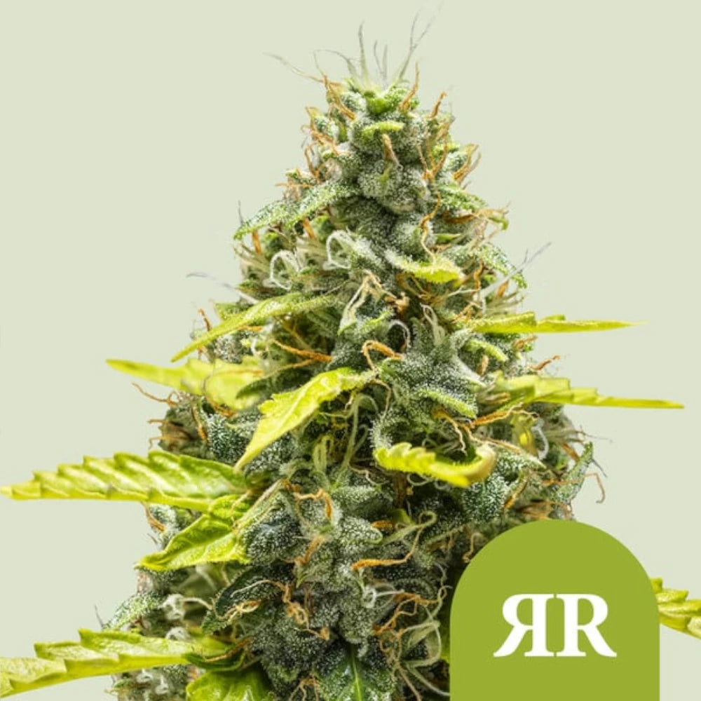 Royal Runtz Automatic 3x Cannabissamen