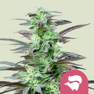 Skunk XL 3x Feminized Cannabissamen - Secret Flowers
