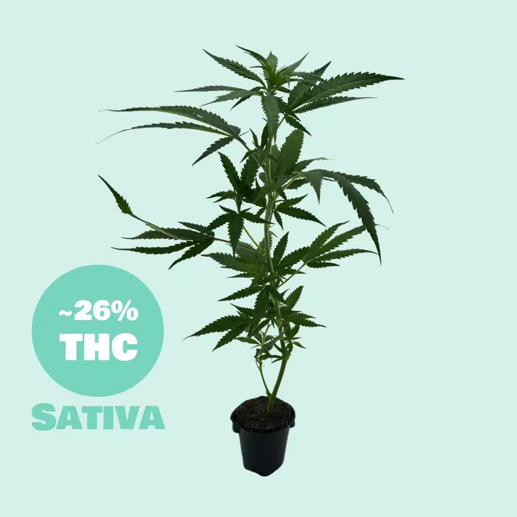 Sour Betty Steckling - 26% THC