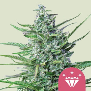 Special Kush 1 3x Feminized Cannabissamen - Secret Flowers