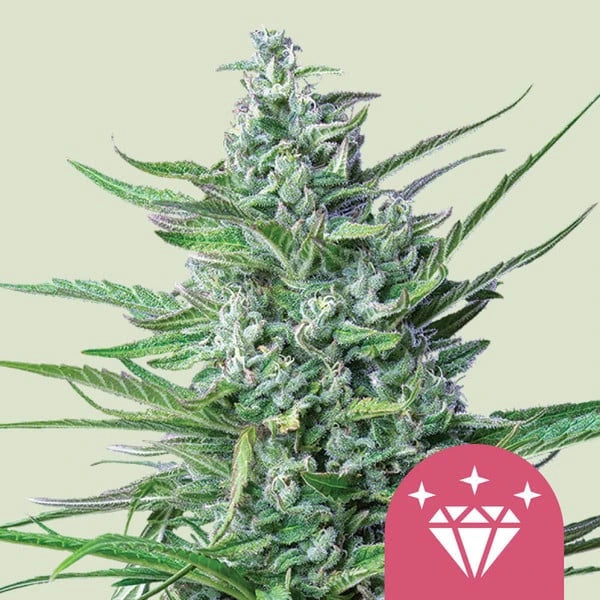 Special Kush 1 3x Feminized Cannabissamen - Secret Flowers