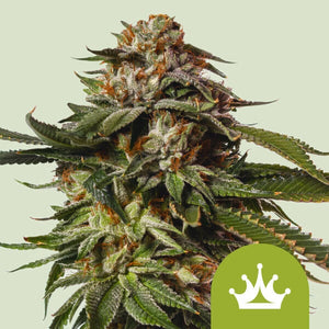 Special Queen  Automatic 3x Cannabissamen - Secret Flowers