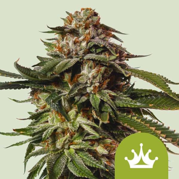 Special Queen  Automatic 3x Cannabissamen - Secret Flowers
