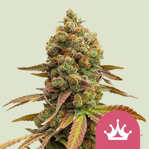 Special Queen 1 3x Feminized Cannabissamen - Secret Flowers