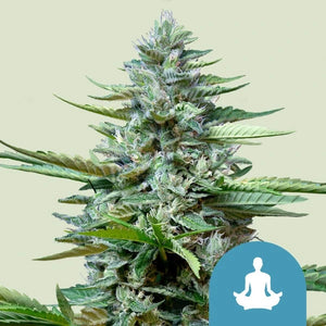 Stress Killer 3x Automatic CBD Cannabissamen - Secret Flowers